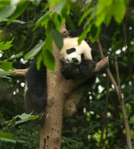 China tradicional y la ruta del oso panda 2024