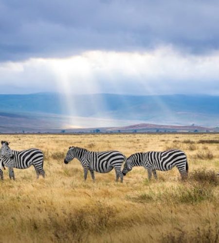 La ruta del Kilimanjaro Tanzania y Kenia 2025