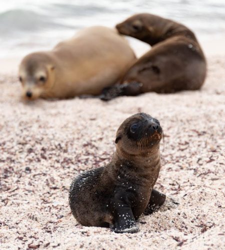 Galapagos Hotel y Yate Clasico 2025